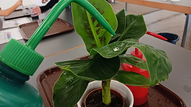 Lotus-Effekt Lotus-Effekt: Was sich Technik aus der Natur abschaut - Blattoberfläche der Bananenpflanze ist wasserabweisend